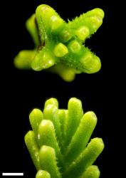 Veronica hookeri. Apical bud (above), stem and leaves (below). Scale = 1 mm.
 Image: P.J. Garnock-Jones © P.J. Garnock-Jones CC-BY-NC 3.0 NZ